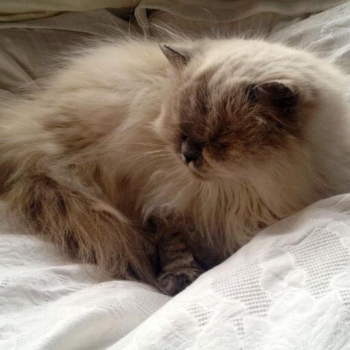 Here's a cat!