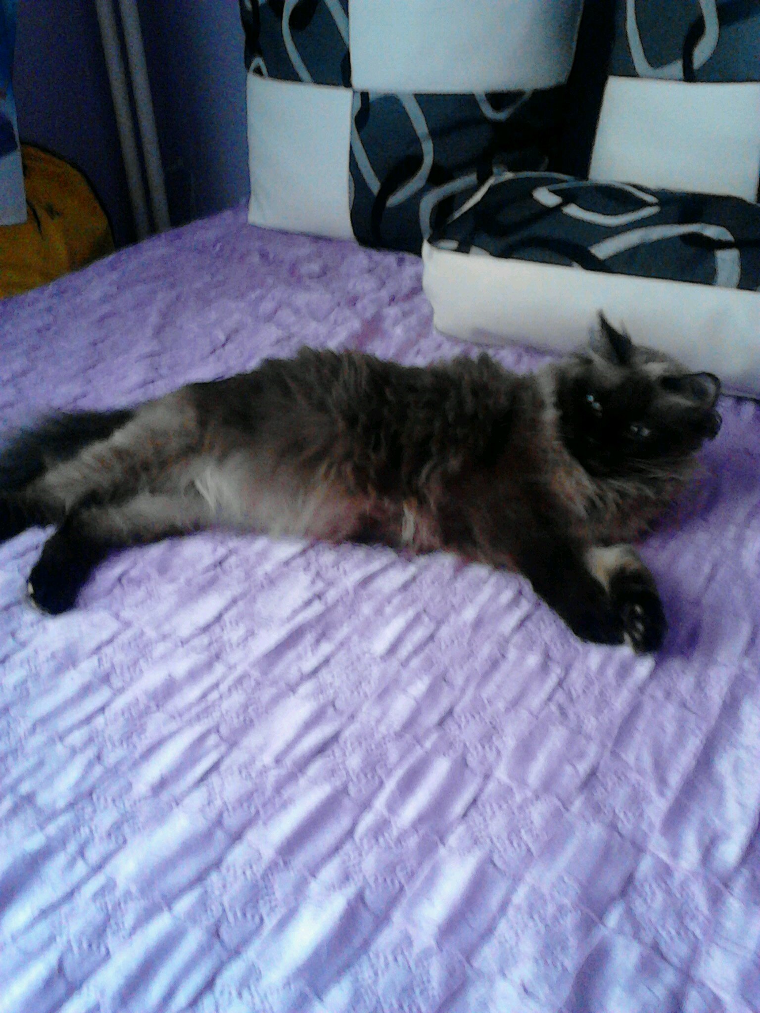 cibigela2's profile picture. 