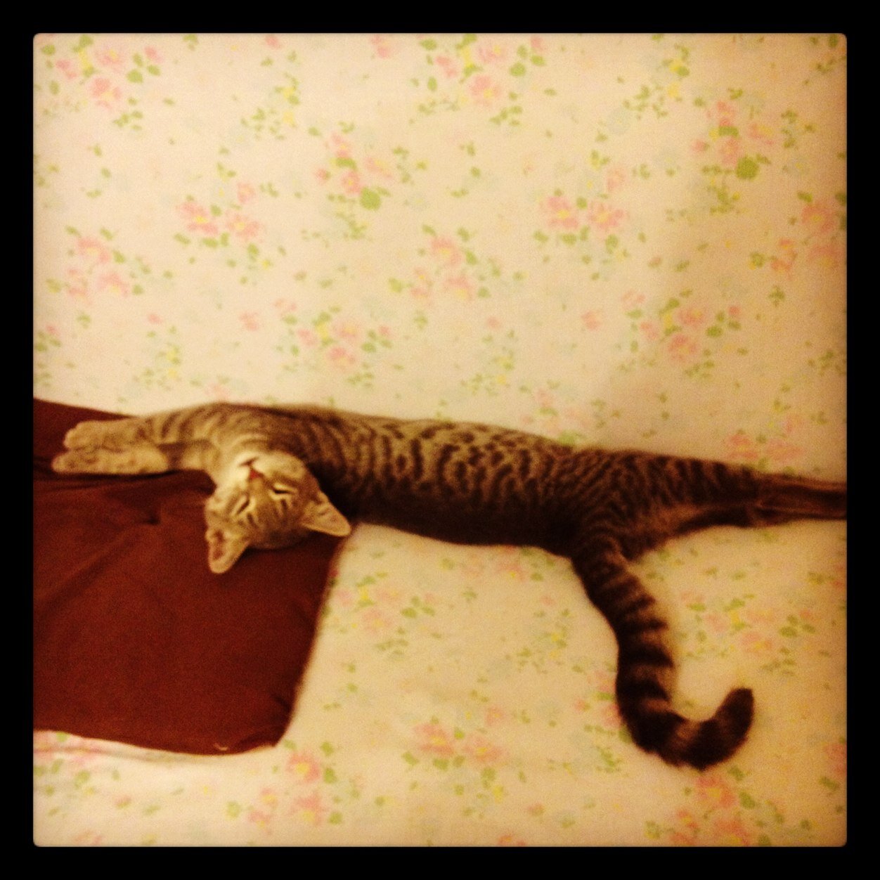 silviapivet's profile picture. 