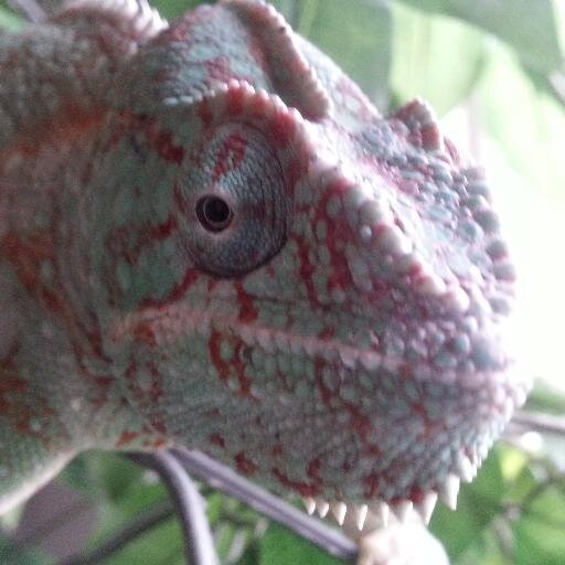 ixiestudios's profile picture. A small studio that creates Games and Apps.