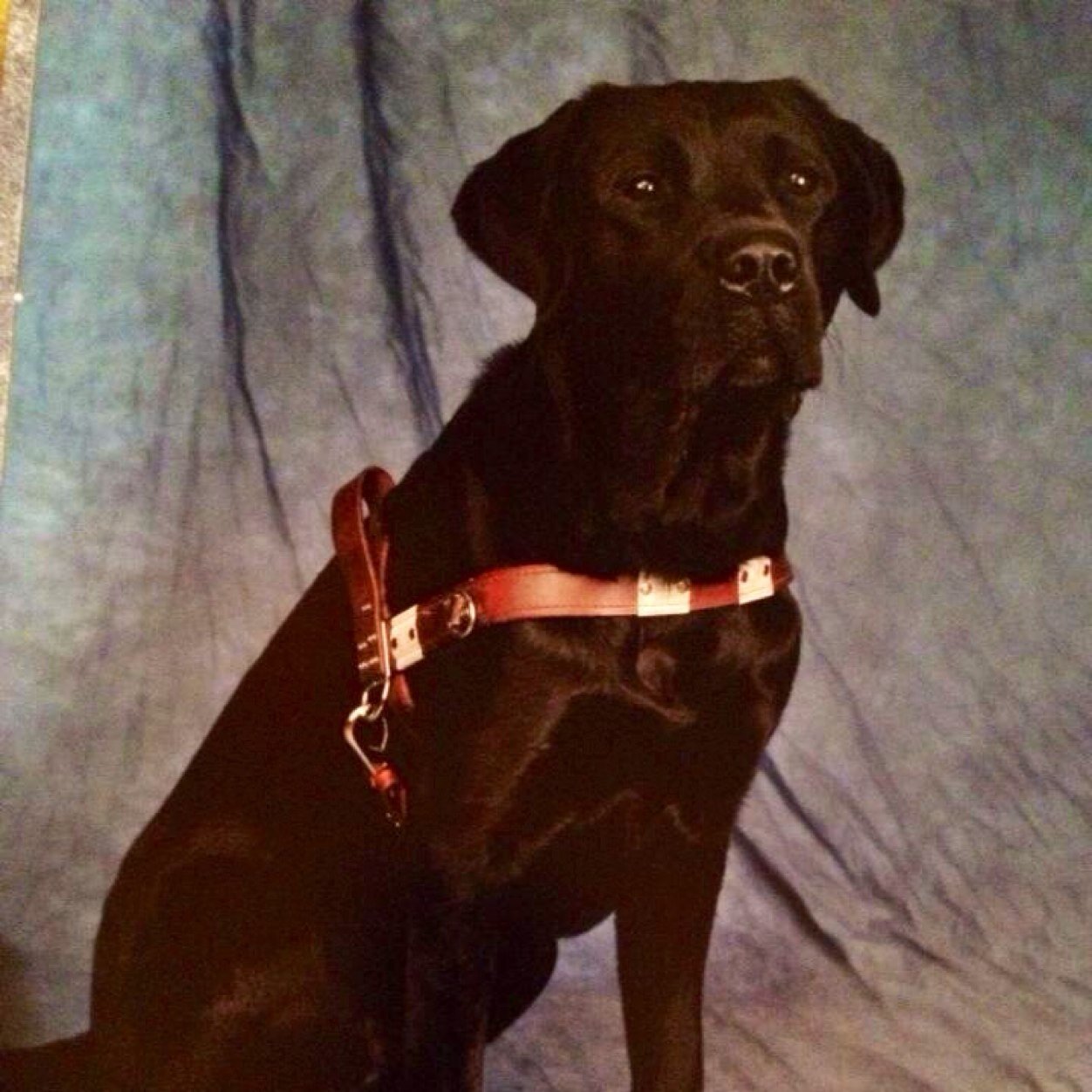 GEBCadet's profile picture. Breeding stud for Guiding Eyes for the Blind