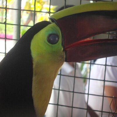 DSVETAA's profile image