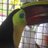 DSVETAA's profile image