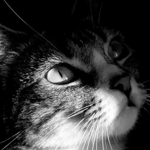 KotPhilosopher's profile picture. 