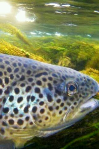 BucketsmStuart's profile picture. 