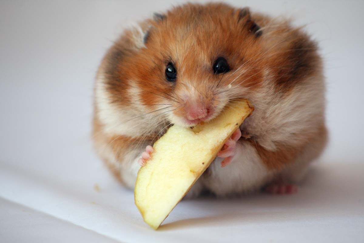Hamsters lover. Peaceful and eclectic.