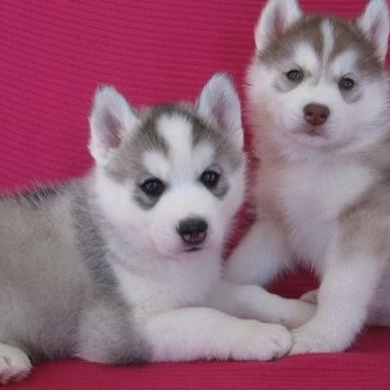 I LOVE Joey Graceffa,nikkiphilipi,strawburry17,bethany mota and alot more i also LOVE animals