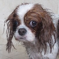Old Town Dog Walks (@oldtowndogwalks) 's Twitter Profile