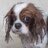 Oldtowndogwalks's profile image