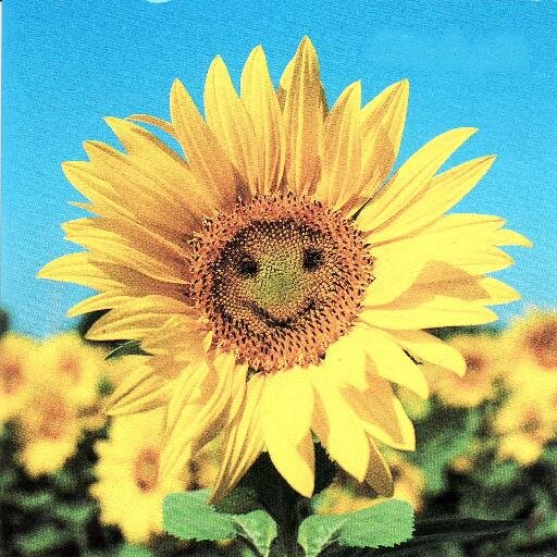 MikeOsborne8's profile picture. Voracious reader, music and theatre lover, garden visitor and amateur but enthusiastic cook.