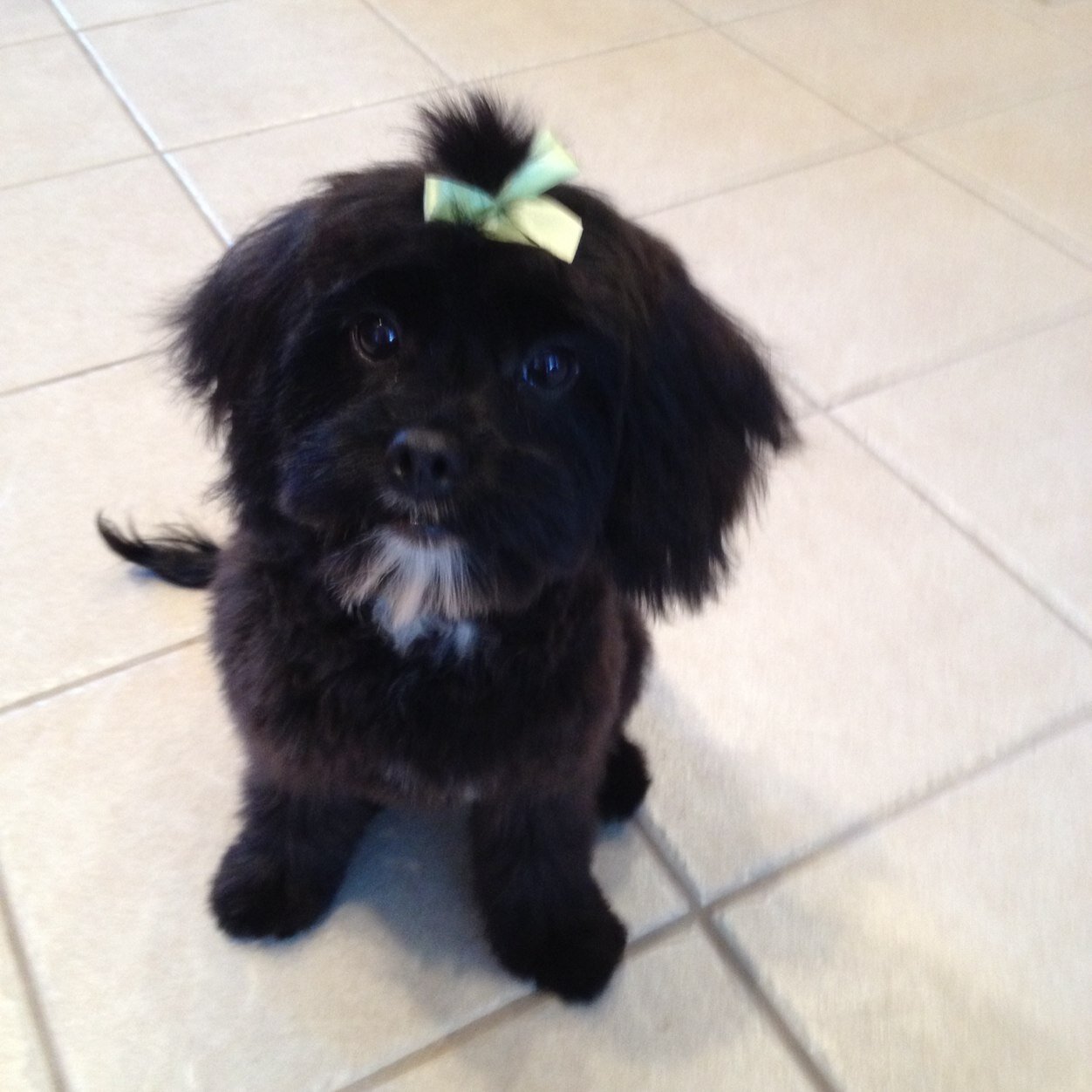 donnachipley's profile picture. 