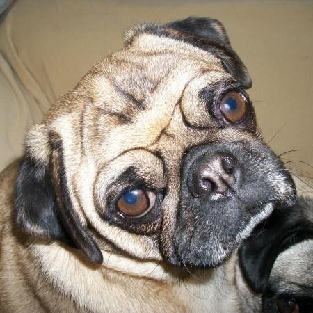 GMPR_VT's profile picture. Official GMPR Twitter - 501(c)3 Pug rescue group - Our available pugs from Petfinder and important announcements