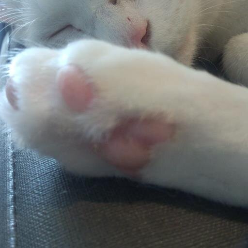 鷹