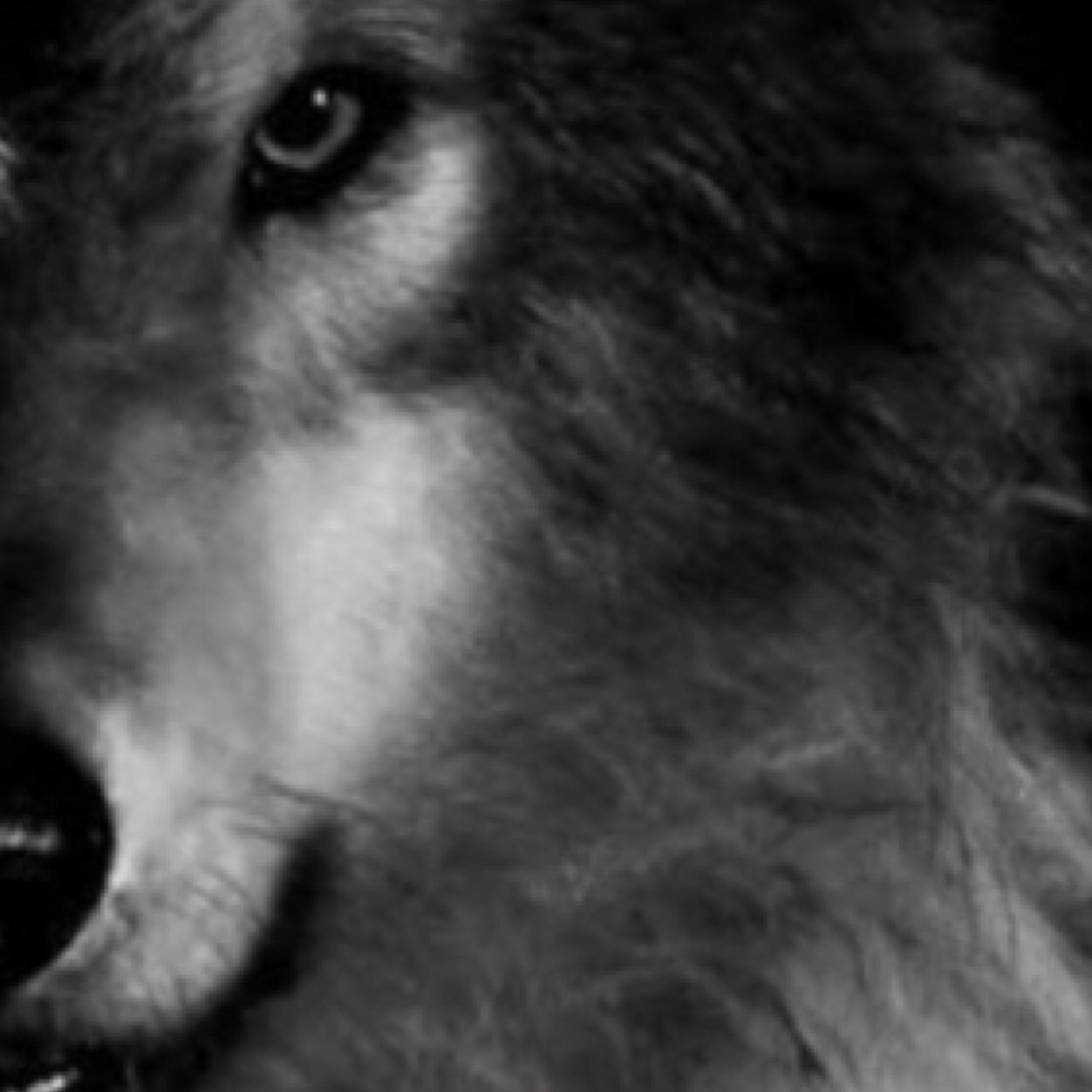 Wolf is the most striking animal meanings in the realm of spirit animal brings forth instinct, intelligence, awareness of for freedom awareness of importance