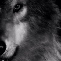 ◄ Tʜe Bɪɢ Bad Woʟғ ► (@_thelonelycon) 's Twitter Profile