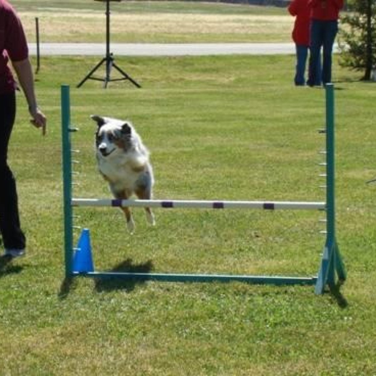 mauiagility's profile picture. Dog Agility on Maui