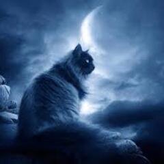 Meow!I'm the cat of @Cheshire_Killer,and the companion of @SalemFeline.