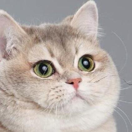 The Cat of #Bitcoin, serving your day. I like to sleep, blaze catnip, play around with Bitcoin, eat Paper Wallets and stuff like that.