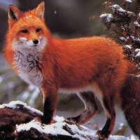 Le renard orange (@renardcentriste) 's Twitter Profile