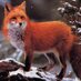 Le renard orange (@renardcentriste) Twitter profile photo Le renard orange (@renardcentriste) Twitter profile photo