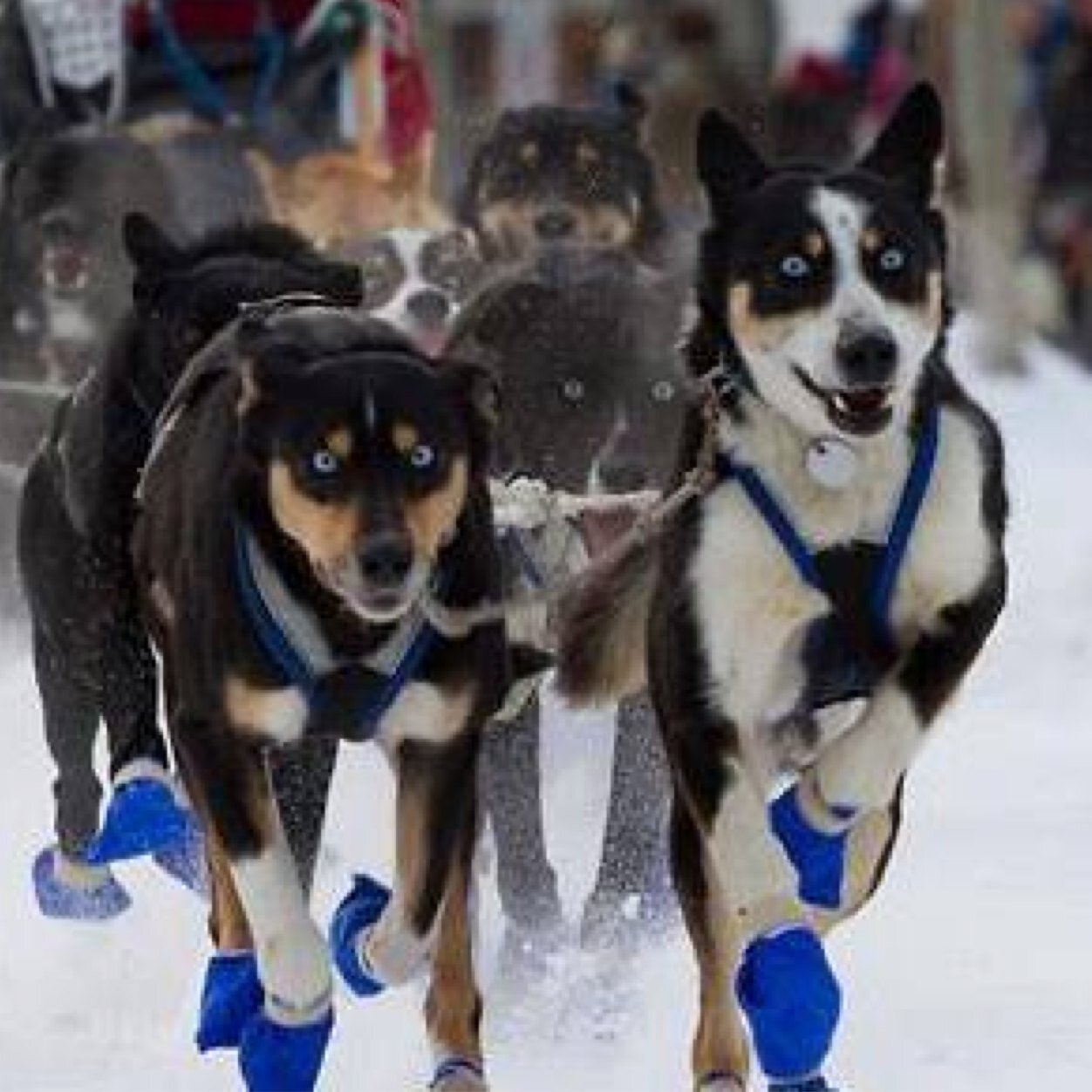 The Percy DeWolfe Memorial Mail Race, also known as 'The Percy' is a 210 mile international dog sled race, running from Dawson City, YT to Eagle AK, return.