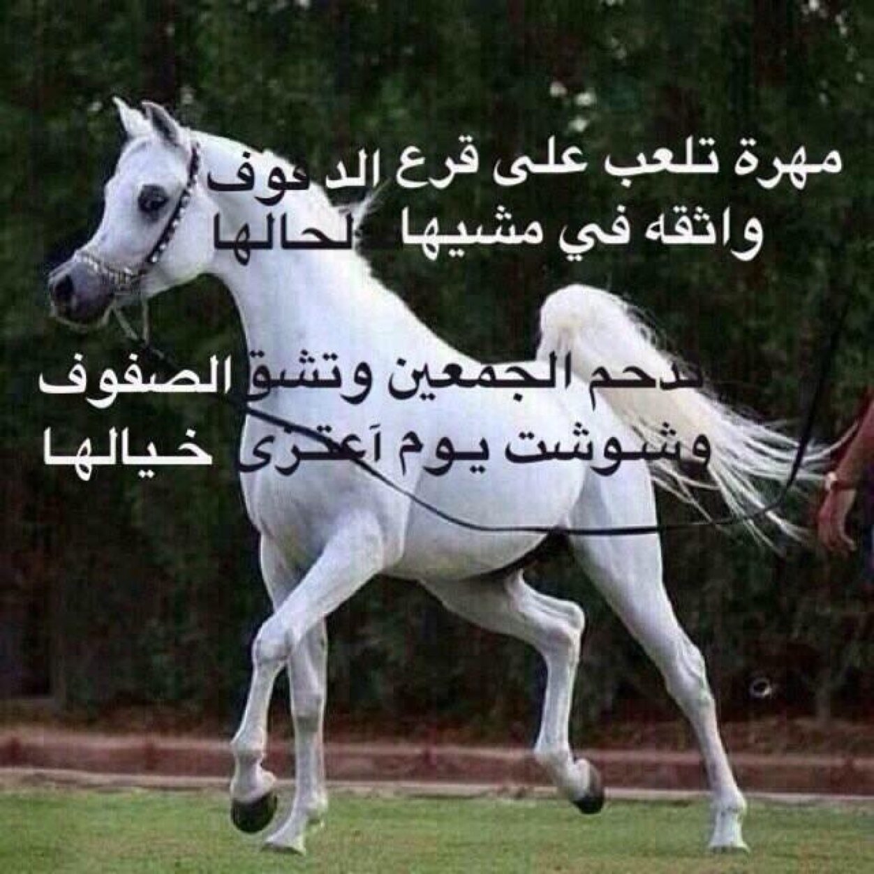 وإن تمنيت شيئا فآنت كل التمني .