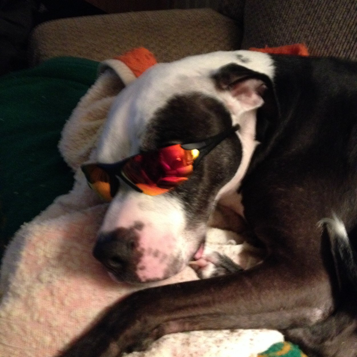 #2A. . #termlimits. Dogs & Books are a good thing. Patriot. #NRA. #mission 22. Dolphins/ Pirates/ Penguins. Wayward Catholic.