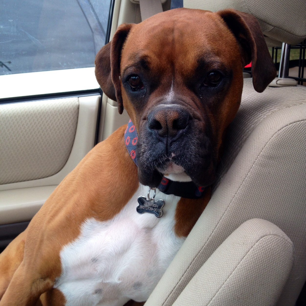 A boxer dog who lived it up in the Wasatch mountains! Woof! Went over the Rainbow Bridge 7/7/2022. Missed and loved by my humans forever!