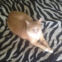 Saddie Fay Waters - @Meowliono - Twitter