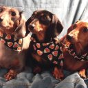 AJ Vogt - @AJVogt1 - Twitter