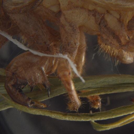 BilderStudios's profile picture. Parametric design of tools for micro- macro- and mesophotography, 3D printing and making, http://t.co/9W3yDeB4eV