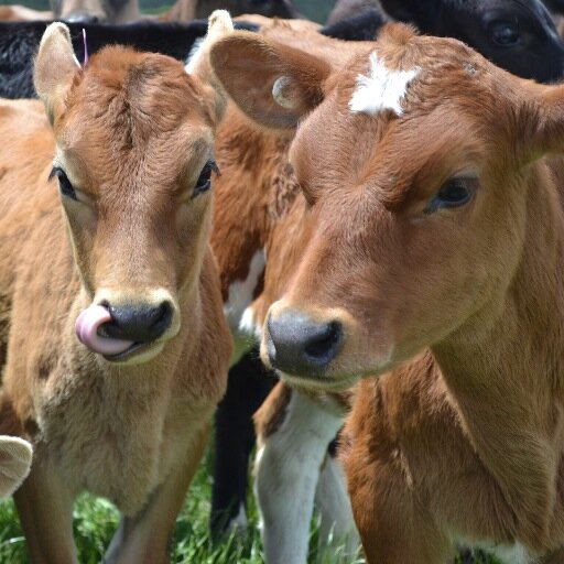 grass-fed free-range animal-welfare based dairy farming