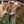Southern Pastures (@dairypastures) profile picture