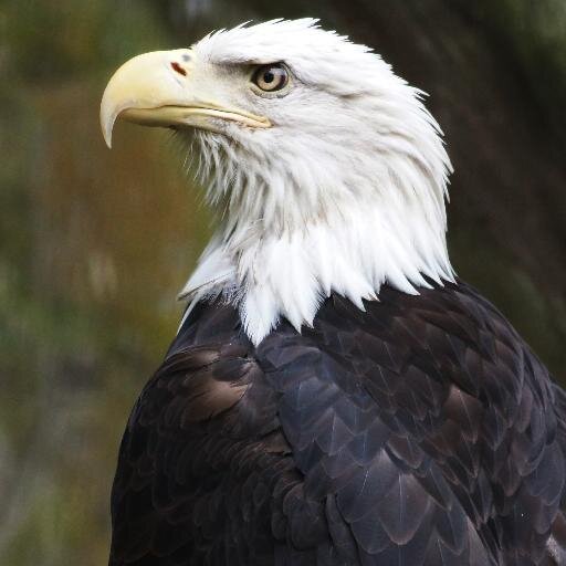 Yibing_Wang's profile picture. 