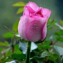 cromero7473's profile picture. 