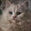 Nadia Taha - @NadiatahaTaha - Twitter