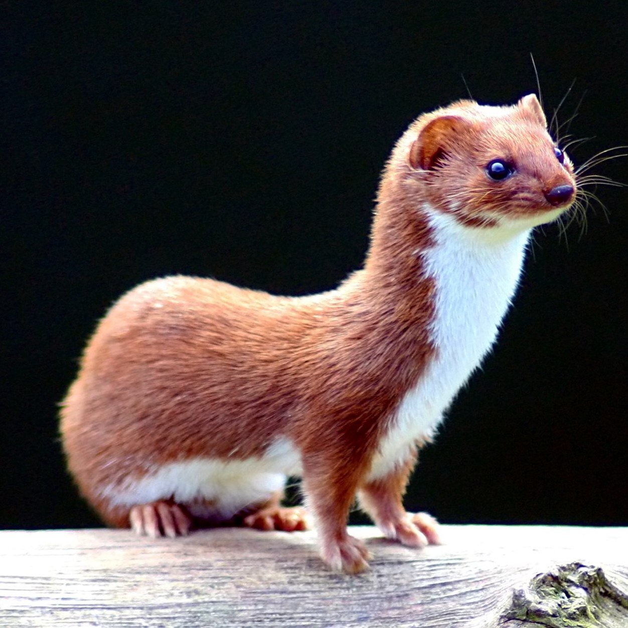 Chieftain of a fearless tribe of Cumbrian Fell Weasels ... RAAR!!..also a hooligan biker 😎