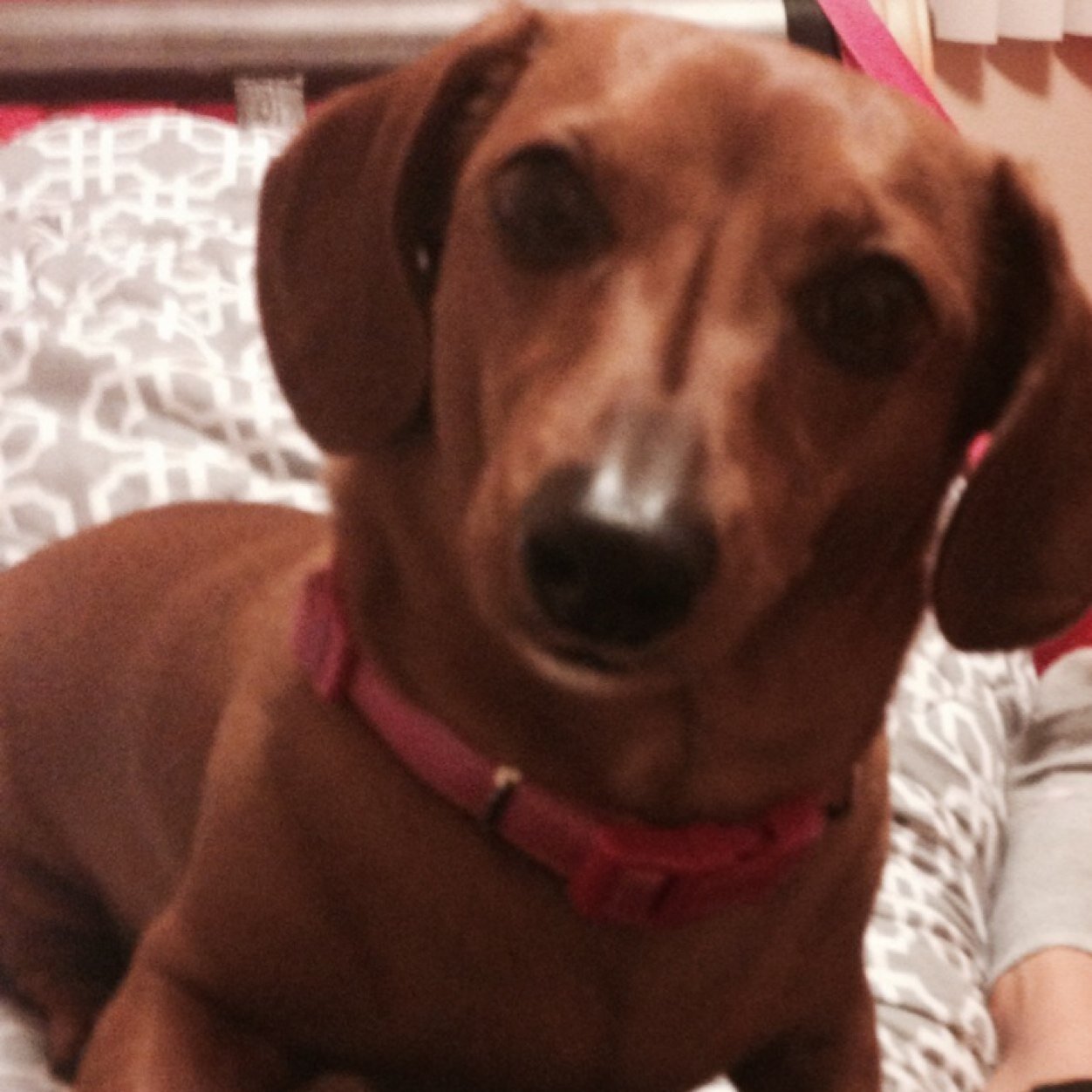 Flowerita419's profile picture. Cute. Red. Dachshund.