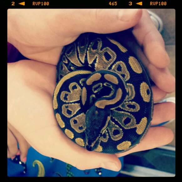 DiegoLeyba10's profile picture. 