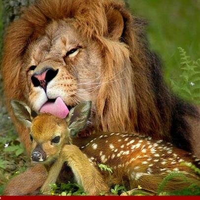 smarttraders1's profile picture. Commerce Director of Sahand zorrat company(Nazak Confectionery) , We are candy &confectionery manufacturer in Iran,