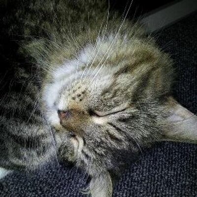 さとしん
