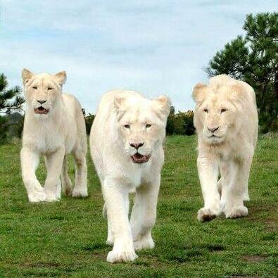 Follow us for  most stunning pictures of places, People, Animals, nutrition and nature around the world.