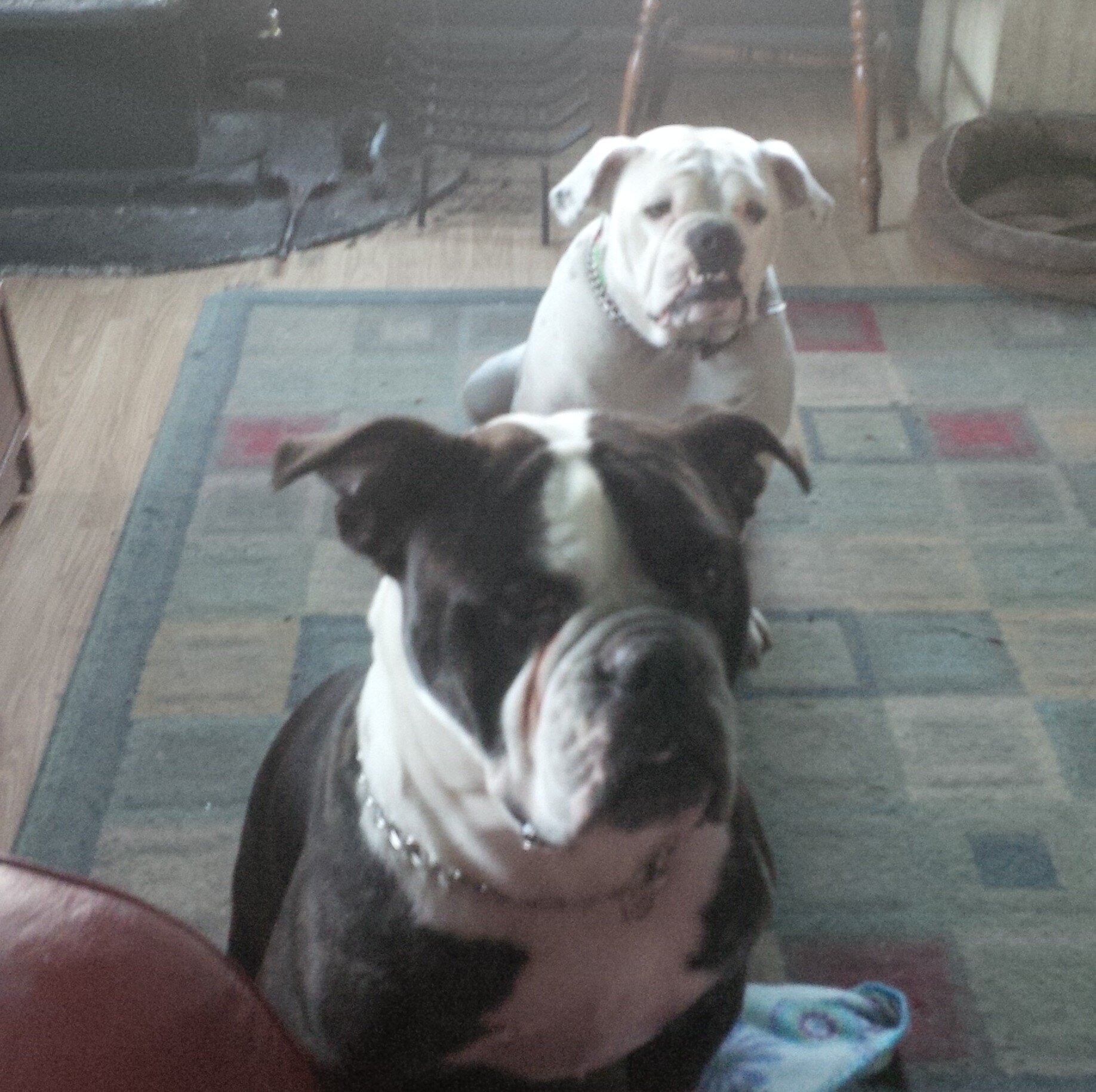 CGaffield's profile picture. Love my dogs, have 5 kids and can't wait till they all move out! Lol Don't know much about twitter, just learning