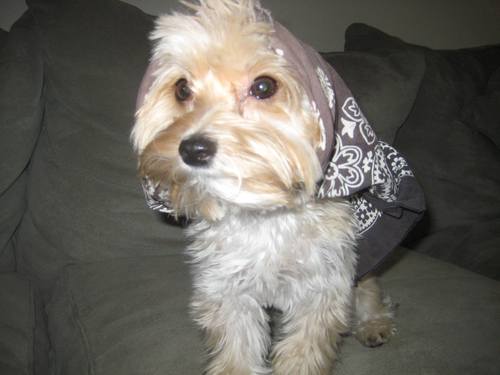 DanceWithIzzy's profile picture. Funny dog dancing puppy videos and pictures!