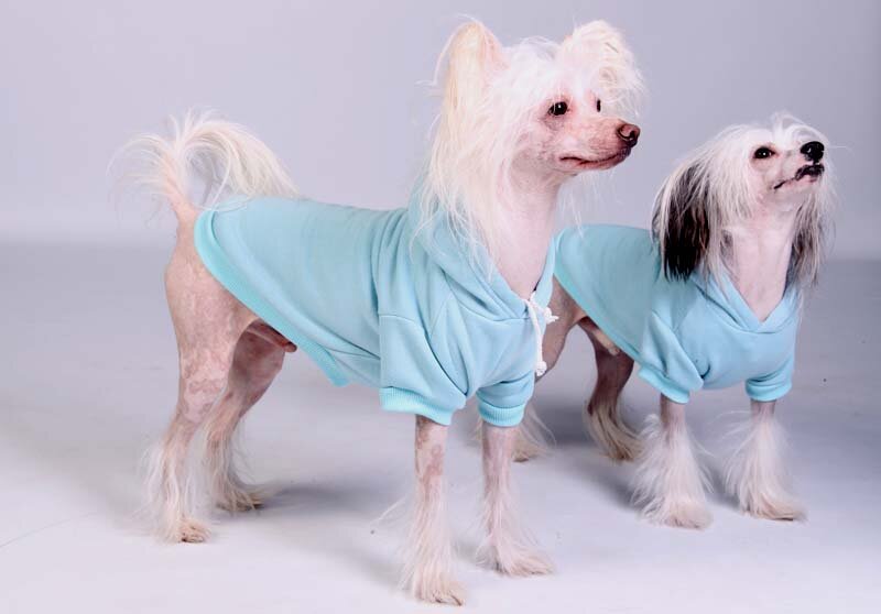 SNUGGLESDG's profile picture. Online doggy comforts