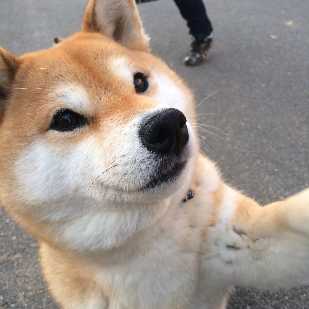 柴犬 まり Shibawanco Mari Twitter