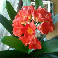 Charles (@sosryus) 's Twitter Profile