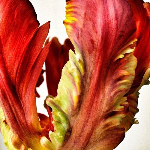 cyclegirly's profile picture. Photographer and mother. Creative and lover.