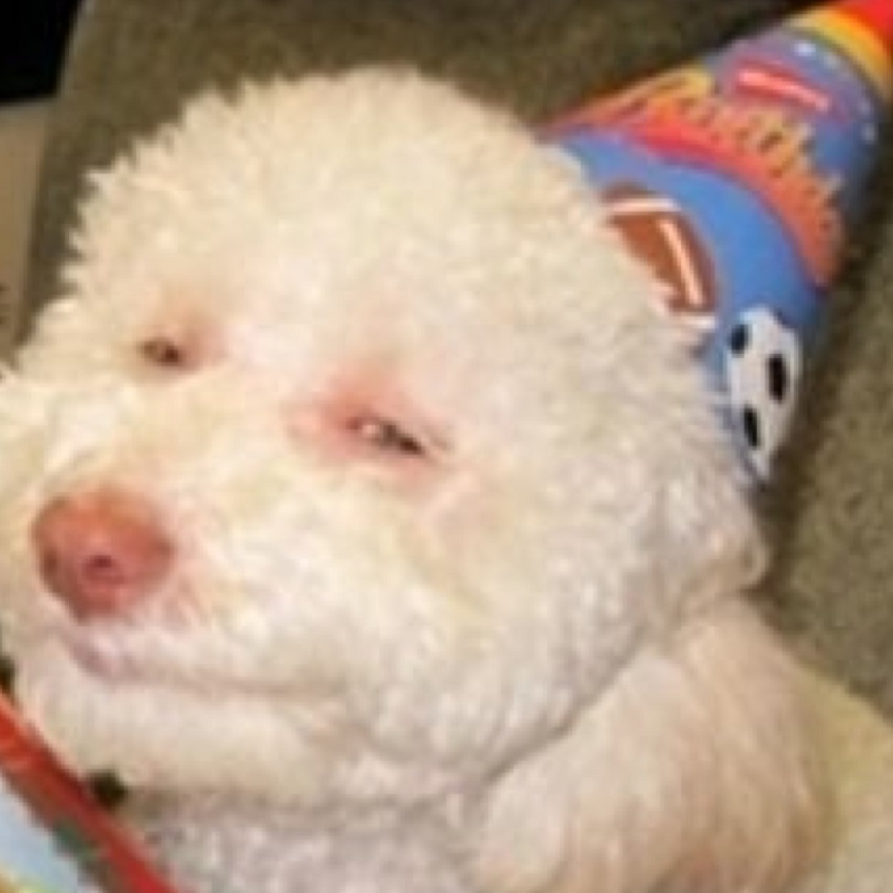 lots of wows, lots of weed, let me lick your feet
