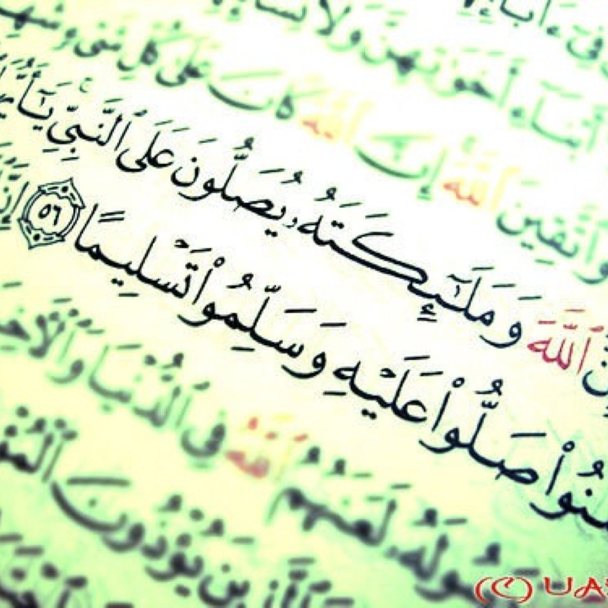 سوف يأتي يوم لا أكون معكم، وسوف تدخلون لتقرأوا ما كتبت، فإن وجدتم ما يؤجرني أنشروه، وإن وجدتم ما يؤثمني أتركوه ..♡